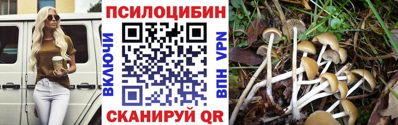 наркота  Почеп  Псилоцибиновые грибы мицелий 